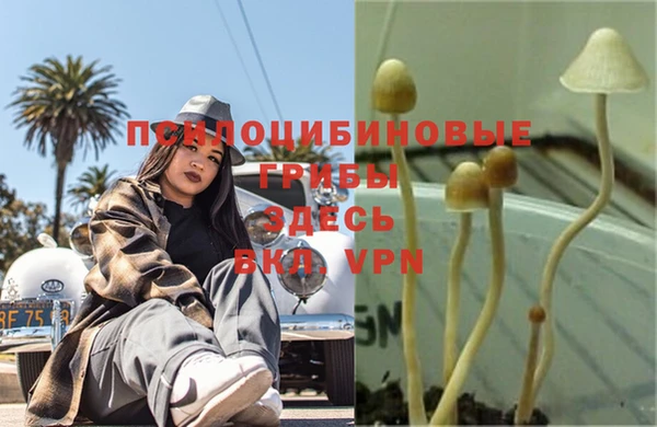 Альфа ПВП Белокуриха